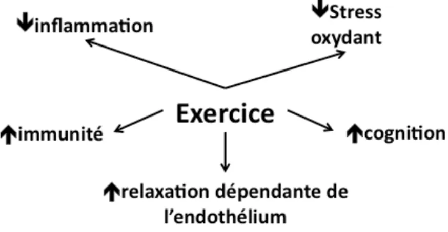 Figure  8  L’exercice  provoque  des  effets  systémiques  prévenant  le  développement  des 