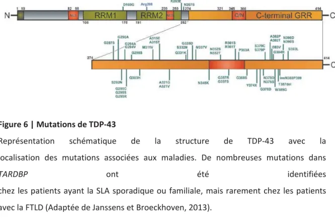 Figure 6 | Mutations de TDP-43 