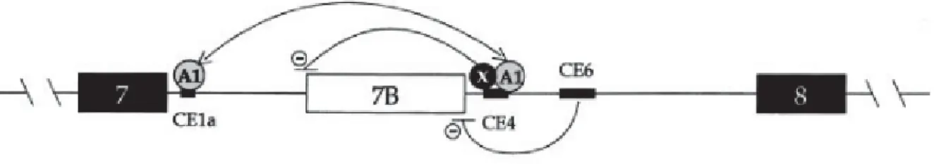 Figure 9 | L’exclusion de l’exon 7B requiert plusieurs facteurs et éléments 