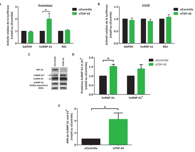 Figure 11 | TDP-43 est un répresseur de hnRNP A1 