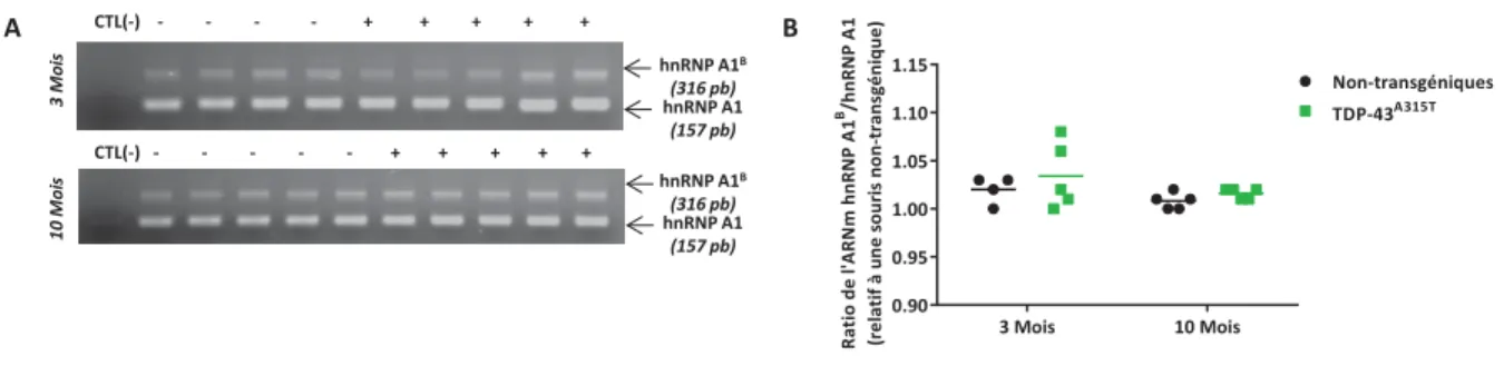 Figure 13 | Le  ratio d’ARNm hnRNP A1 B /A1 est inchangé selon l’âge ou le génotype. 