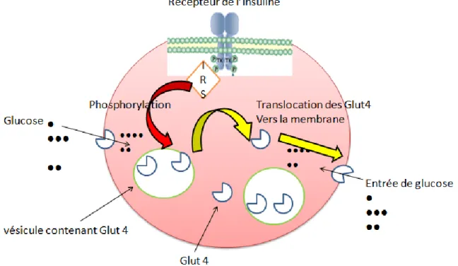 Fig. 1 : La régulation du GLUT4 par l’insuline. Adapté de Thong et al. (2005) 