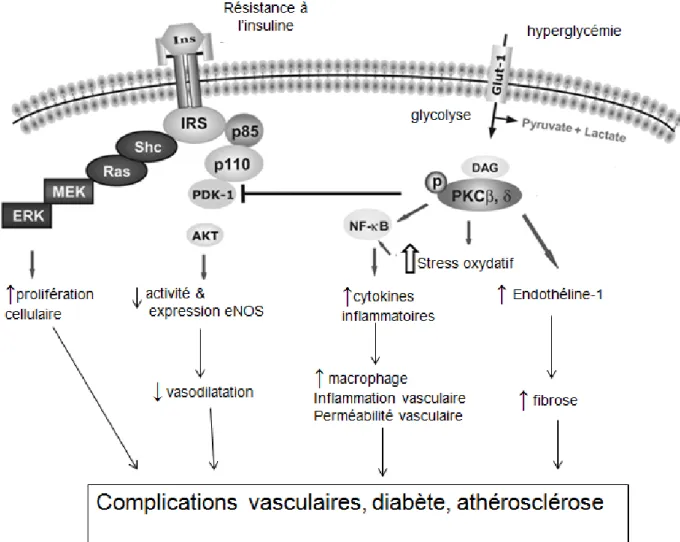 Fig.  3 :  Pathogenèse  des  complications  vasculaires  chez  les  diabétiques  insulino-résistants