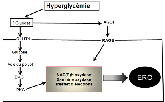 Fig. 5 : Présentation schématique de la formation des ERO induits par l’hyperglycémie