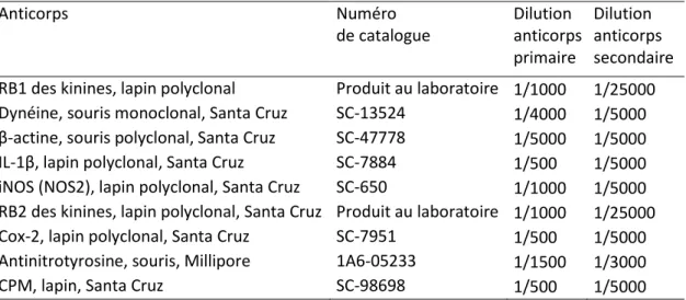Tableau 1 : Liste des anticorps utilisés chez le rat. 