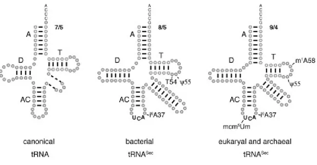 Figure  1.  Comparaison  des  structures  secondaires  des  ARNt  canoniques  versus  les  ARNt  de  la  sélénocystéine