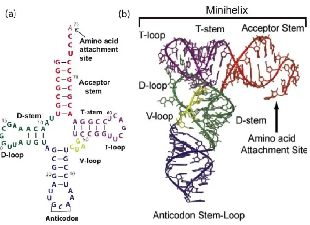 Figure 2. Structure canonique de l'ARNt. (a) Structure secondaire en feuille de trèfle de 