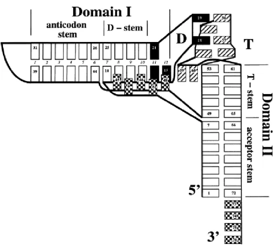 Figure 3. La forme standard en forme ''L'' des ARNt. Les rectangles blancs représentent 