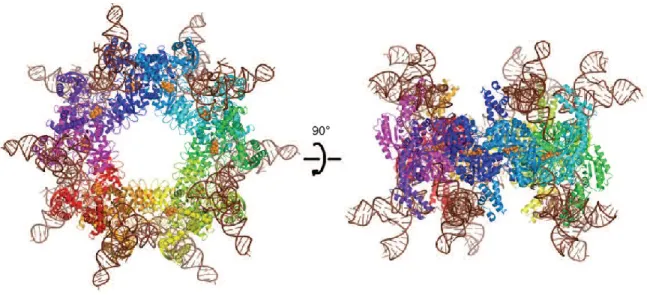 Figure  7.  Structure  de  SelA  d'A.aeolicus  en  complexe  avec  l'ARNt Sec   de  T