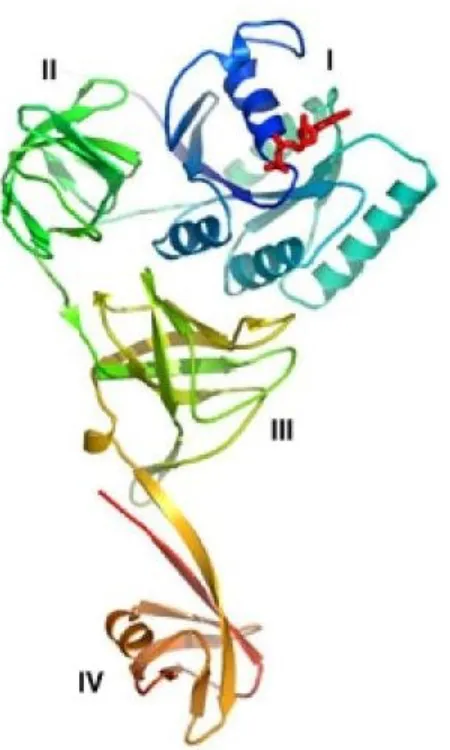 Figure 9. Vue d'ensemble de la structure SelB:GDP de M.maripaludis. A) Structure de 