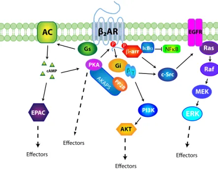 Figure	  6:	  Known	  components	  of	  the	   β 2 AR	  signalling	  network.	  	  