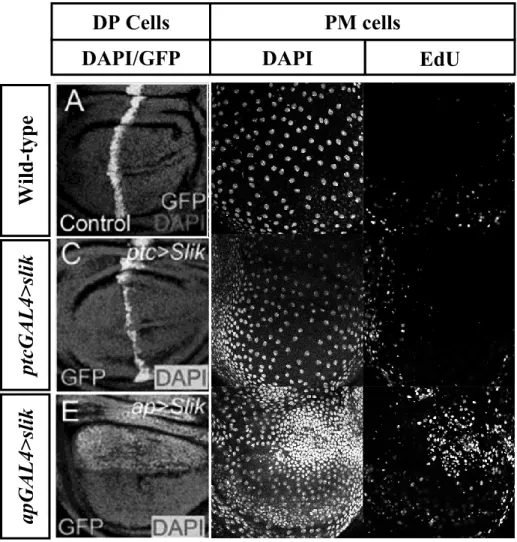 Figure 3.1: Slik drives non-autonomous proliferation of PM cells 