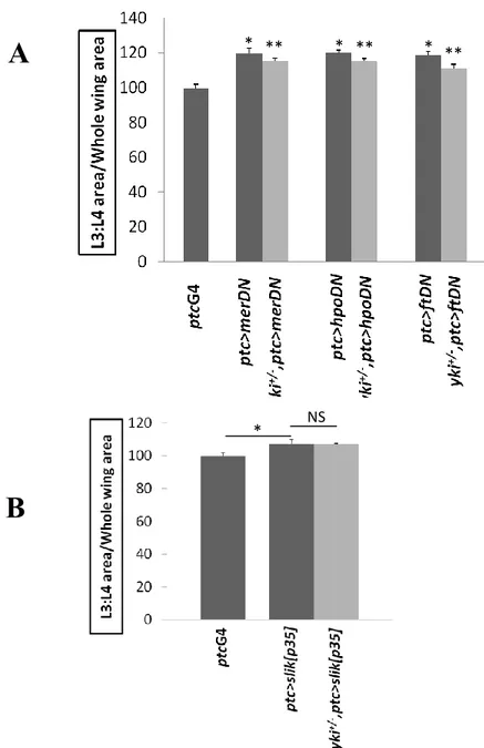 Figure 3.4: Slik driven tissue growth is Yki independent 
