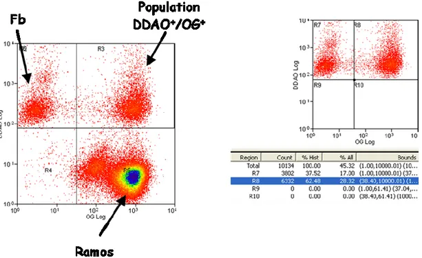 Figure 5: illustration de la méthodologie de quantification de l'interaction cellule tumorale- Fb