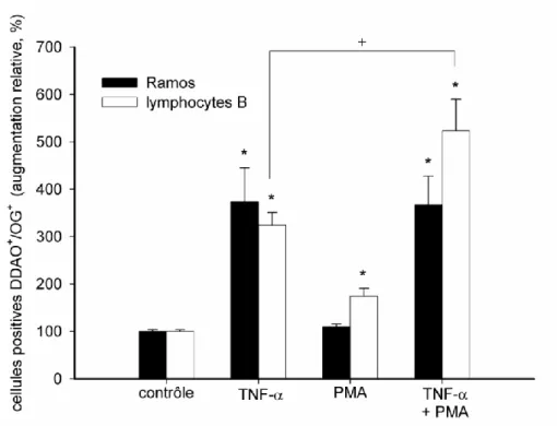Figure 7: Comparaison de la capacité adhésive des lymphocytes B isolés du sang de rat (noir)  et  des  lymphomes  humains  Ramos  (blanc)  avec  les  Fbs