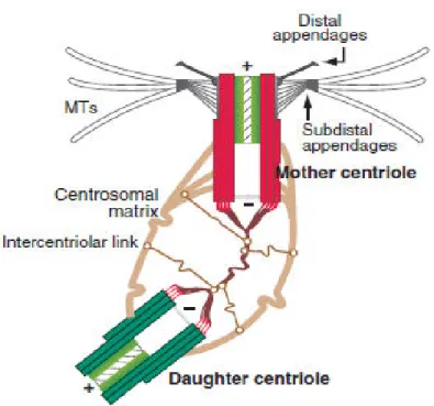 Figure  1.  The  centrosome  of  human  cells.  Photo  adapted  from 