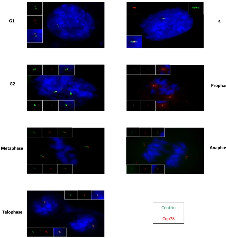 Figure 6:  CEP78  localization  pattern at  different  stages  of cell  cycle.  RPE cells  are  fixed 