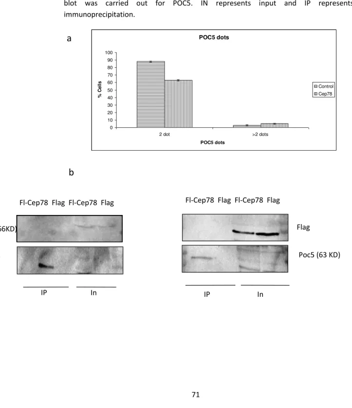 Figure 10: a) CEP78 overexpression does not affect POC5 dots. RPE cells are transfected 