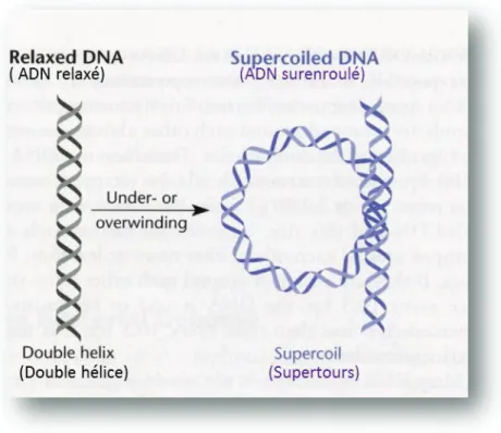 Figure  1 :  Représentation  de  la  double  hélice  d’ADN  sous  un  aspect  relaxé  et  surenroulé, adaptée de (Snyder &amp; Champness, 2003) 
