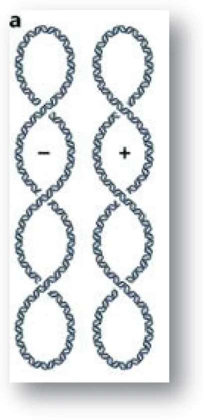 Figure 2 : Les deux types de surenroulement de la double hélice d’ADN.  