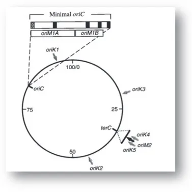 Figure 8 : Illustration des sites oriK et oriM à travers le chromosome d’E. coli. 