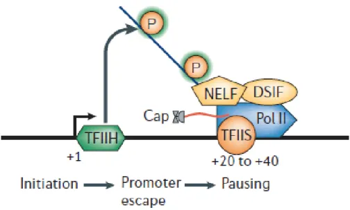 Figure 4. Représentation de la pause de l’ARN Polymérase II après l’initiation de la transcription