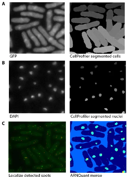 Figure  8.  Cells  segmented  by  Cell  Profiler  (A-right)  using  autofluorescence  in  GFP  channel  (A-left)  in  an 