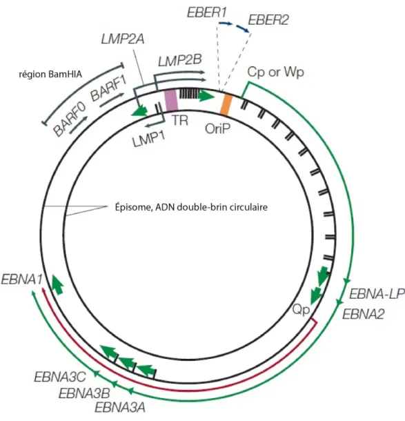 Figure 1: Le génome du EBV. 