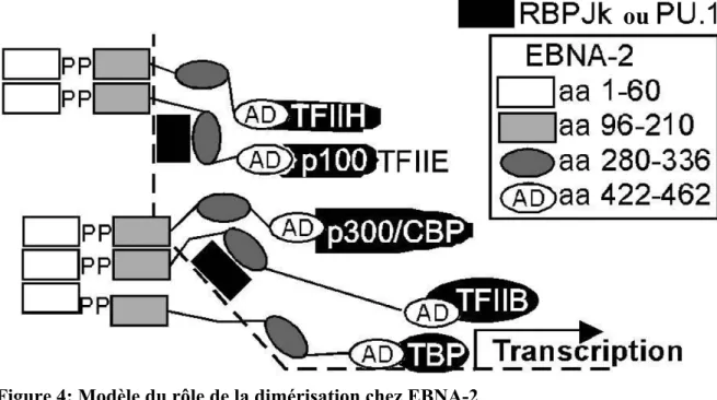 Figure 4: Modèle du rôle de la dimérisation chez EBNA-2 