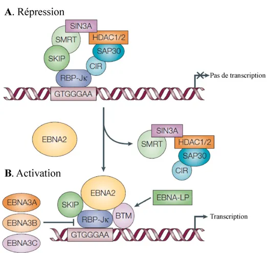 Figure 5: La transcription par EBNA-2 
