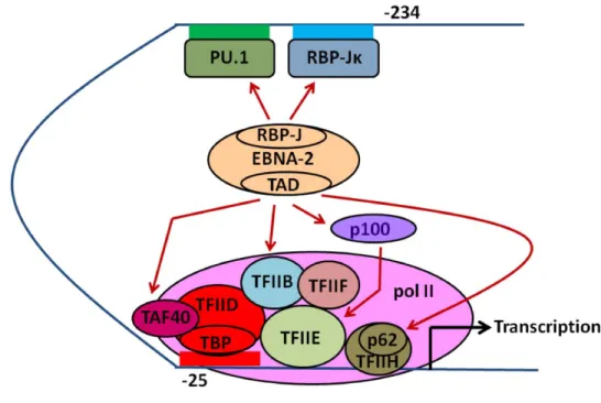 Figure 7: La transcription de LMP-1 par EBNA-2 
