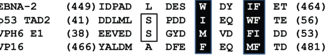 Figure 8: Alignement des séquences des TADs d’EBNA-2, p53, VPH E1 et VP16 