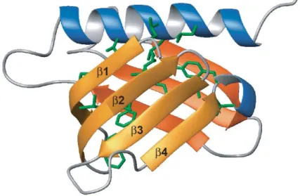 Figure 11: Le domaine PH de p62 