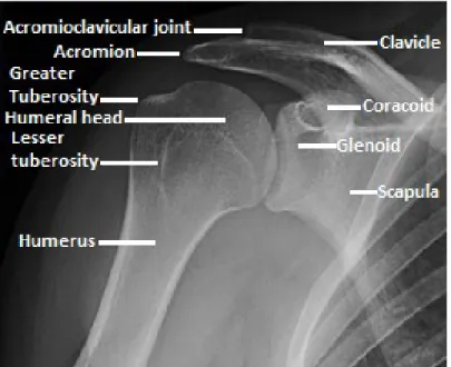 Figure 1: Bony anatomy of the shoulder girdle  