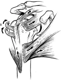 Figure 4: Deforming Forces in 4-Part Fractures of the Proximal Humerus  [reproduced with permission, Gruson 2008] 