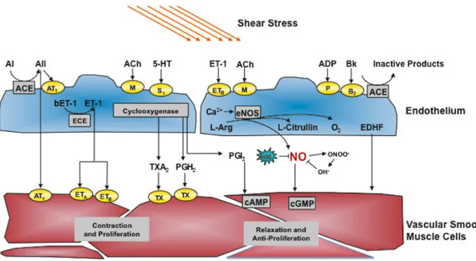 Figure 3: Stimuli qui affectent les cellules endothéliales génèrant des réponses au niveau  des cellules musculaires lisses