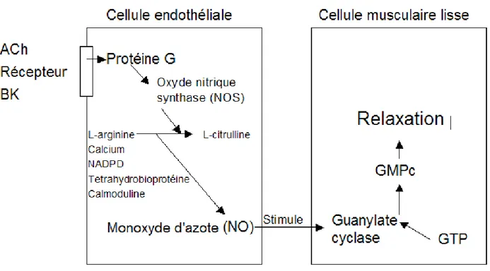 Figure 5 : Voie de synthèse du monoxyde d'azote et son mécanisme d'action. Certains  agonistes tel l'ACh et la BK se lient à leur récepteur