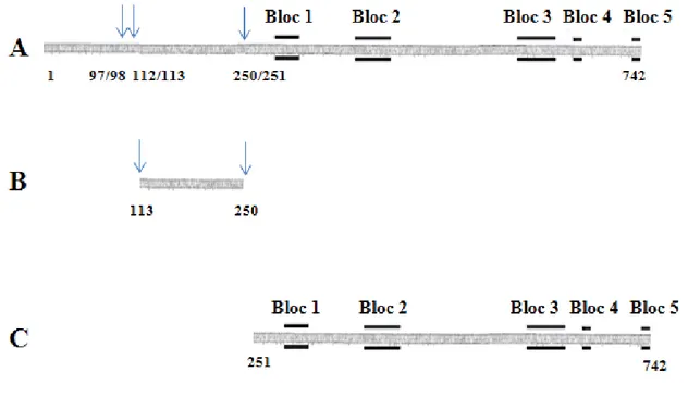 Figure 3. Schéma de la structure de la PS1Aa2. (A) Protoxine. (B) Segment des acides aminés  113-250 qui correspond au polypeptide de 15 kDa