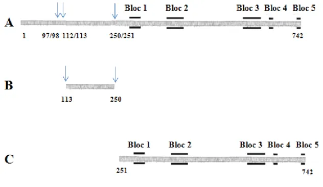 Figure 3. Schéma de la structure de la PS1Aa2. (A) Protoxine. (B) Segment des acides aminés  113-250 qui correspond au polypeptide de 15 kDa