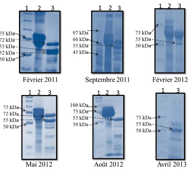 Figure 6. Analyse sur gel de polyacrylamide des préparations de PS1Aa2 utilisées au cours de  ce travail