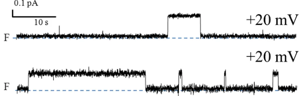 Figure 10. Activité canal observée dans deux expériences réalisées avec la PS1Aa2 (1.5  μg/ml) dans une solution symétrique de KCl (150 mM) à +20 mV (traces filtrées à 15 Hz)