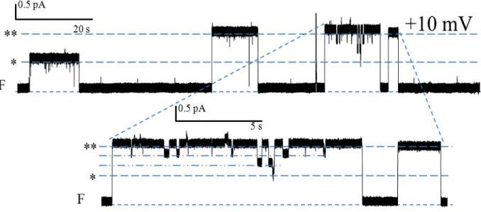 Figure 12. Activité canal de la PS1Aa2 (1.5 μg/ml) dans une solution symétrique de KCl (450  mM) (trace filtrée à 40 Hz.)