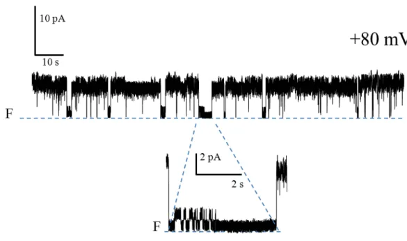Figure 13. Activité canal de la PS1Aa2 (3 μg/ml) dans une solution asymétrique de KCl  450/150 mM (cis/trans) à +80 mV