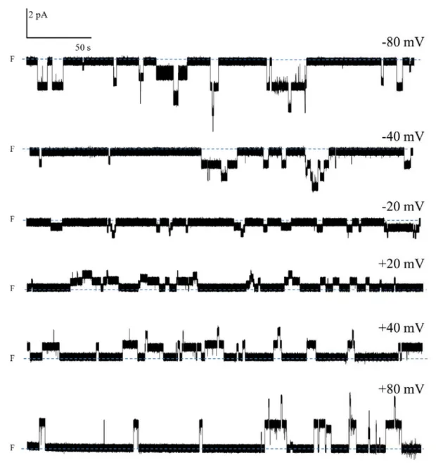 Figure 14. Activité canal de la PS1Aa2 (3 μg/ml) à différents voltages dans une solution  symétrique de KCl (150 mM); les traces ont été filtrées à 25 Hz