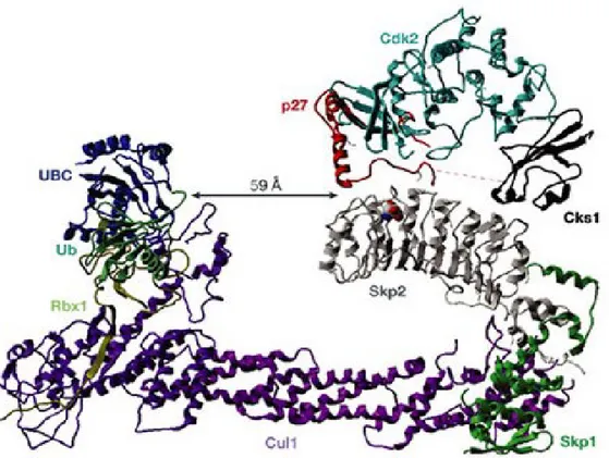 Figure  4  Structure  of  the  SCF Skp2 –Cks1  complex  linked  to  p27-Cdk2  (adapted  from 