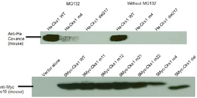 Figure 8 Cks1 expressions in HEK 293 cells. 150 µg proteins were blotted for each sample