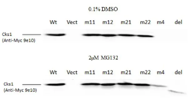 Figure  9  Cks1  expression  in  infected  Rat1  cells.  150  µg  proteins  were  blotted  for  each  sample
