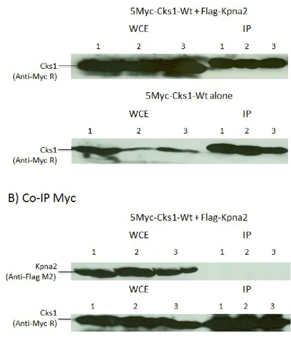 Figure  10  Co-IP  results  of  Cks1  with  Kpna2.  Co-Ip  were  done  in  three  different  buffer  conditions