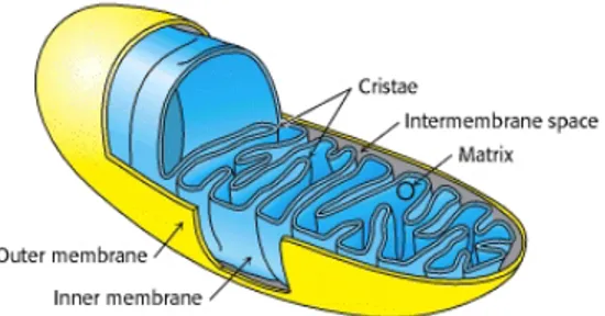 Figure 1.  Structure de la mitochondrie. Figure tirée de Biochemistry 5 th  edition, section 