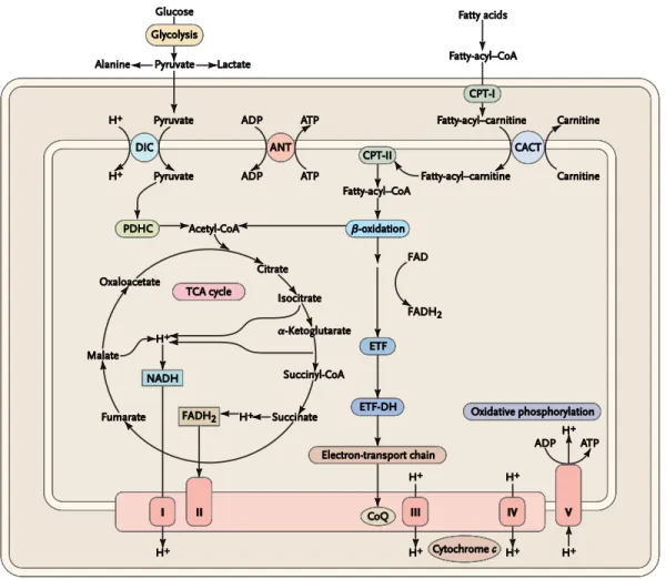 Figure 2. Réactions du métabolisme intermédiaire dans la mitochondrie. Figure adaptée 